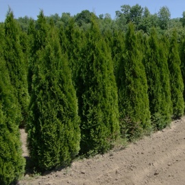 Thuja occidentalis 'Smaragd' 175-200 cm langere levertijd 